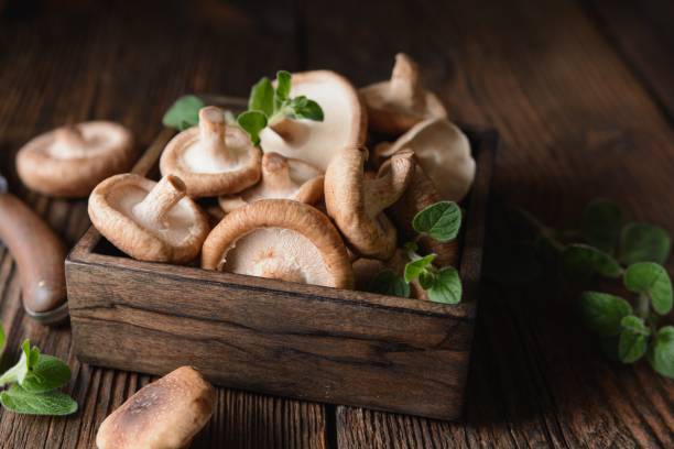 champignon shiitake protéines composition nutritionnelle