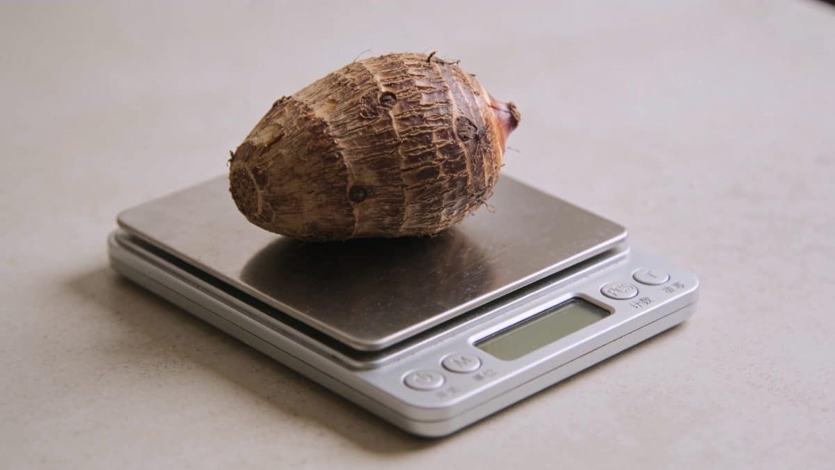Bol de taro cuit pese sur balance